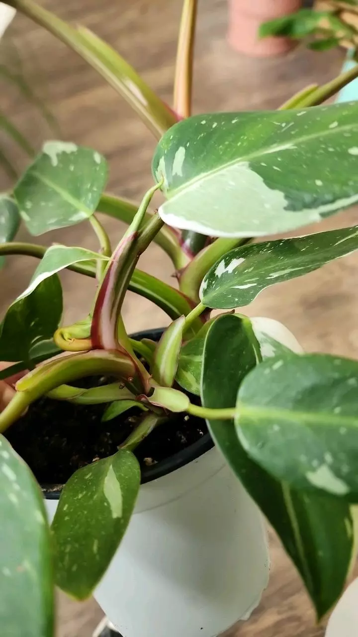 plant/Philodendron White Princess-3