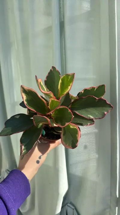 plant/Peperomia Ginny 4in GC-0-thumbnail