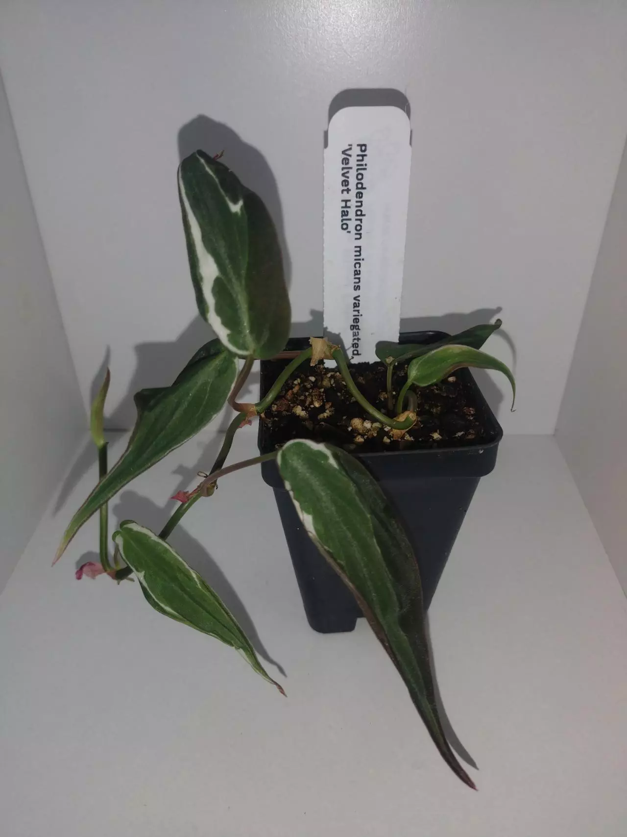 plant/Philodendron Mican Variegated Velvet Halo-0