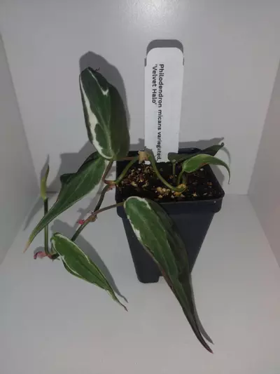 plant/Philodendron Mican Variegated Velvet Halo-0-thumbnail