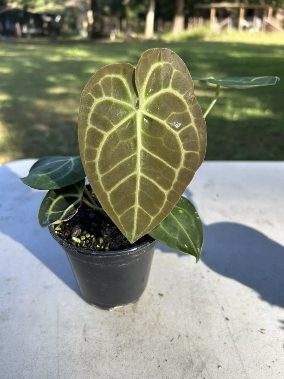 plant/Anthurium clari-0