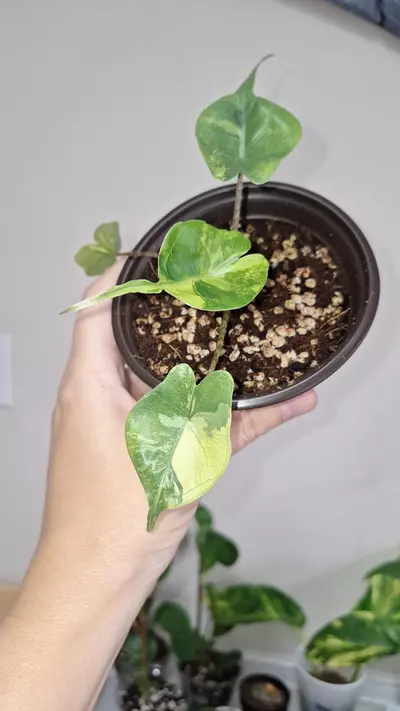 plant/Alocasia Stingray Variegated-2-thumbnail