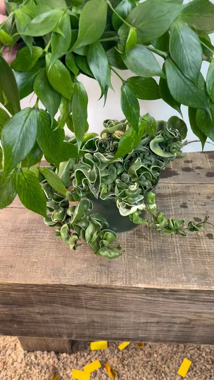 plant/6” Variegated Ropes + 6” Polyneura BUNDLE! ($35 OFF!!)-0