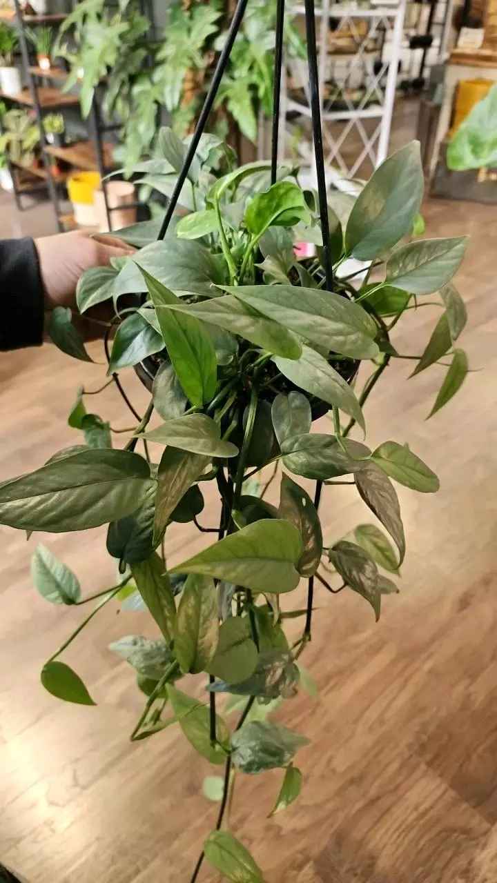 plant/Epipremnum Cebu Blue-0