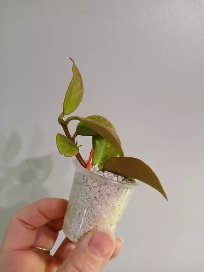 plant/Hoya Sunrise Cutting-2-thumbnail