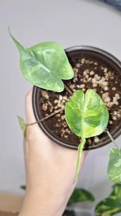 plant/Alocasia Stingray Variegated-1-thumbnail