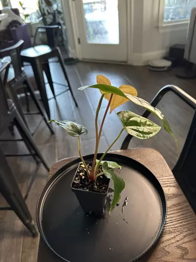 plant/Anthurium ‘Tim Anderson Mag Pap x Silver Peru #2-3-thumbnail