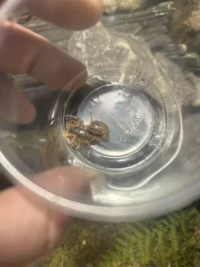 plant/Tx bark scorpions-0-thumbnail