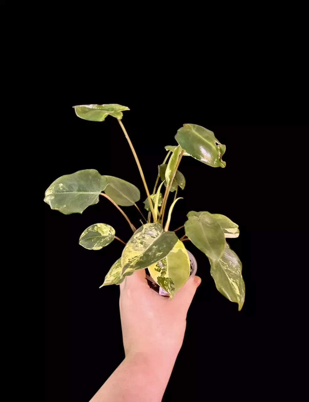 plant/Variegated Burle Marx-0