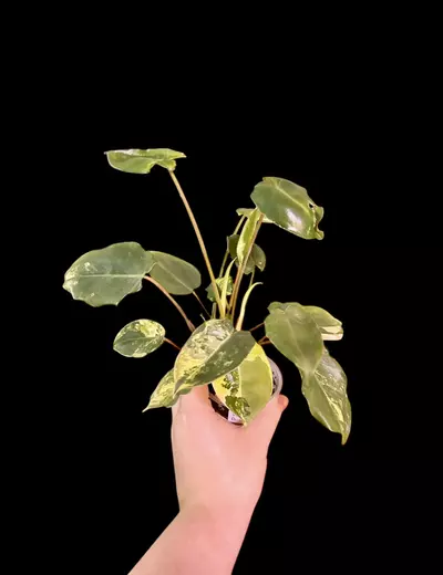 plant/Variegated Burle Marx-0-thumbnail