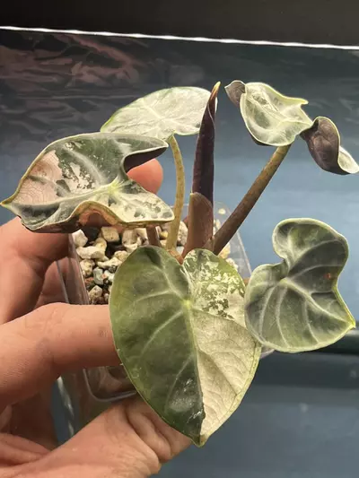 plant/Pink Heart Balloon Corm *GC*-0-thumbnail