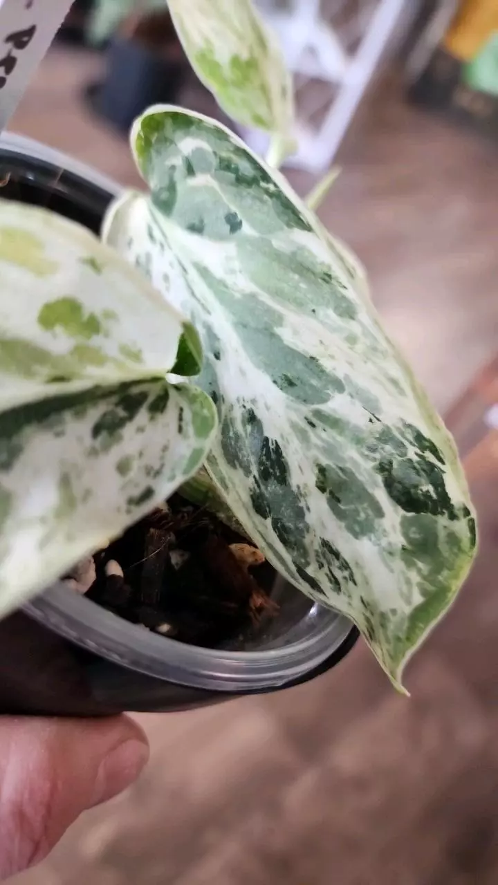 plant/Scindapsus Peasun-1