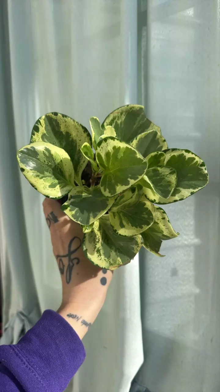 plant/Peperomia golden gate 4in GC-0