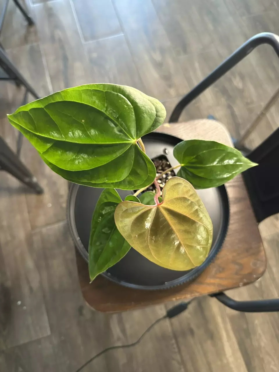 plant/Anthurium ‘Tim Anderson Mag Pap x Silver Peru #2-1