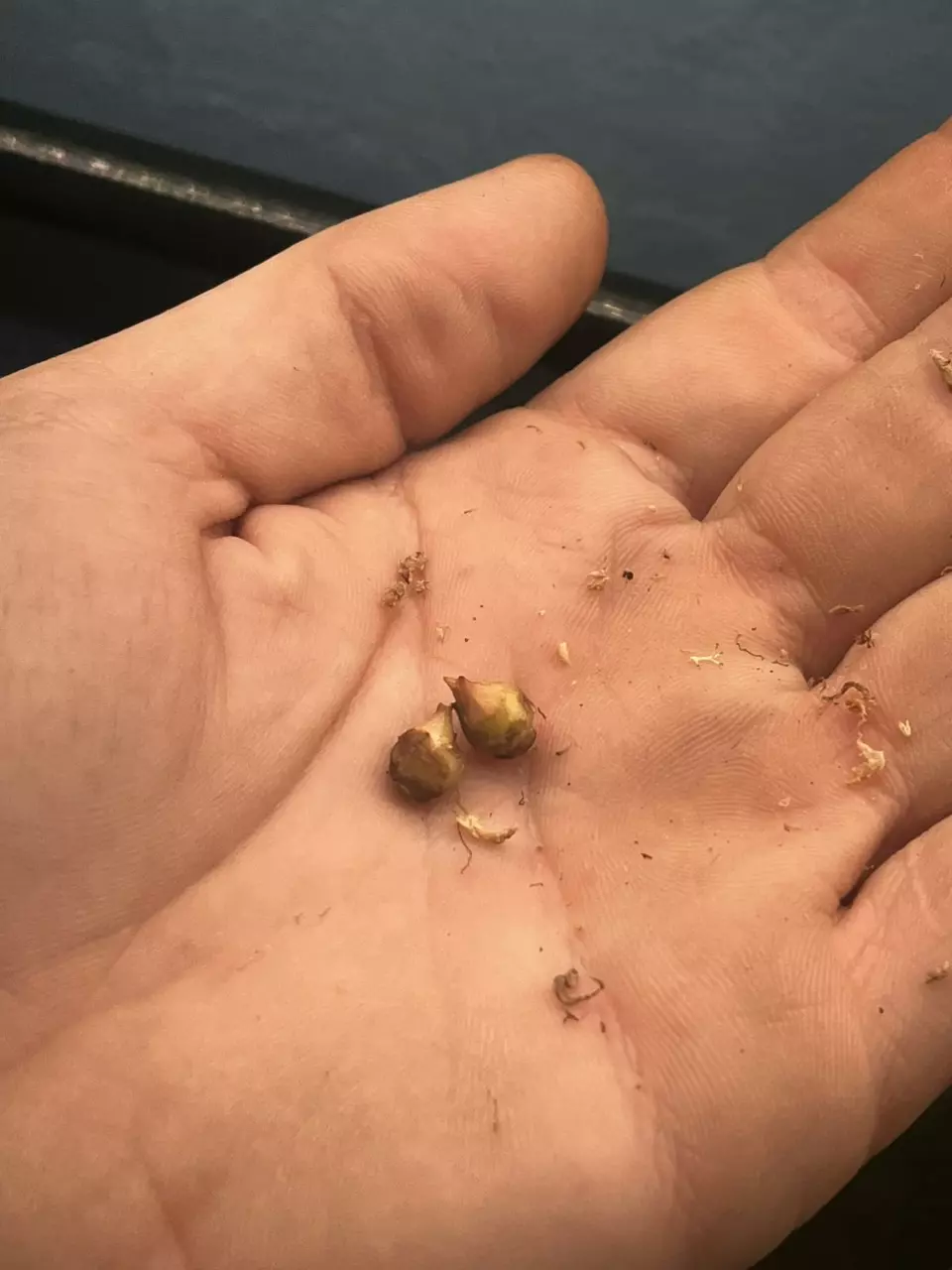 plant/Pink Heart Balloon Corm *GC*-1