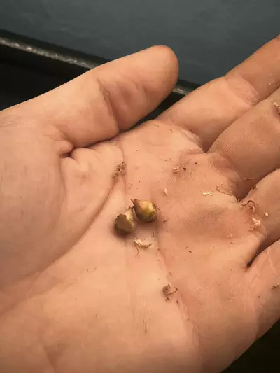 plant/Pink Heart Balloon Corm *GC*-1-thumbnail