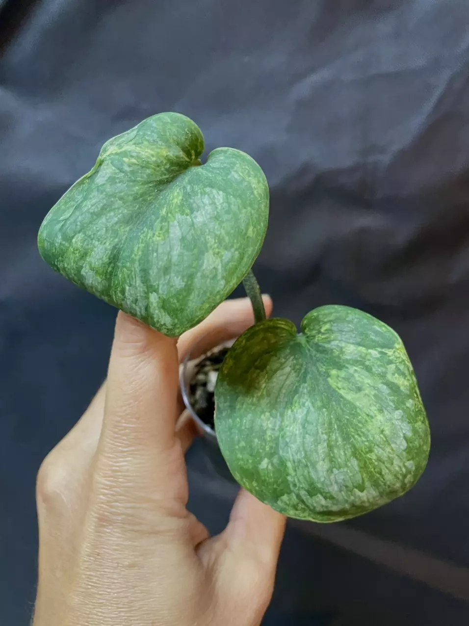 plant/Scindapsus 'Salaka Nagara" silver splash mutation-0