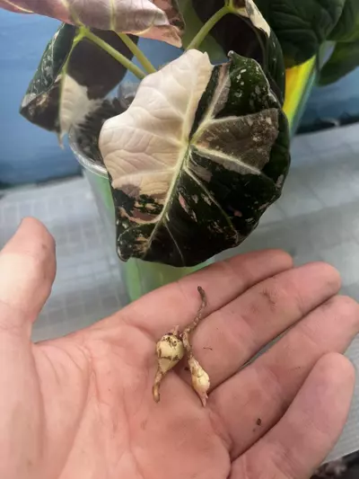 plant/Pink Black Velvet Corm *GC*-2-thumbnail