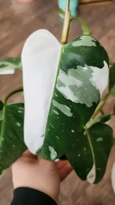 plant/Philodendron White Princess-1-thumbnail
