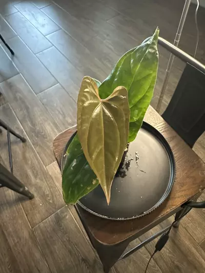 plant/Anthurium ‘Tim Anderson Mag Pap’ x Silver Peru #1-3-thumbnail