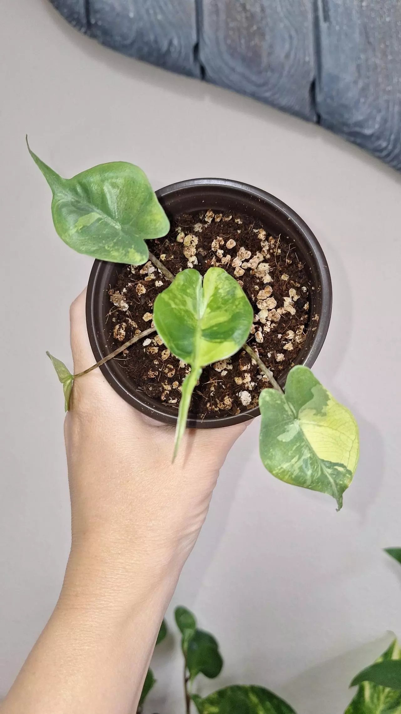 plant/Alocasia Stingray Variegated-0