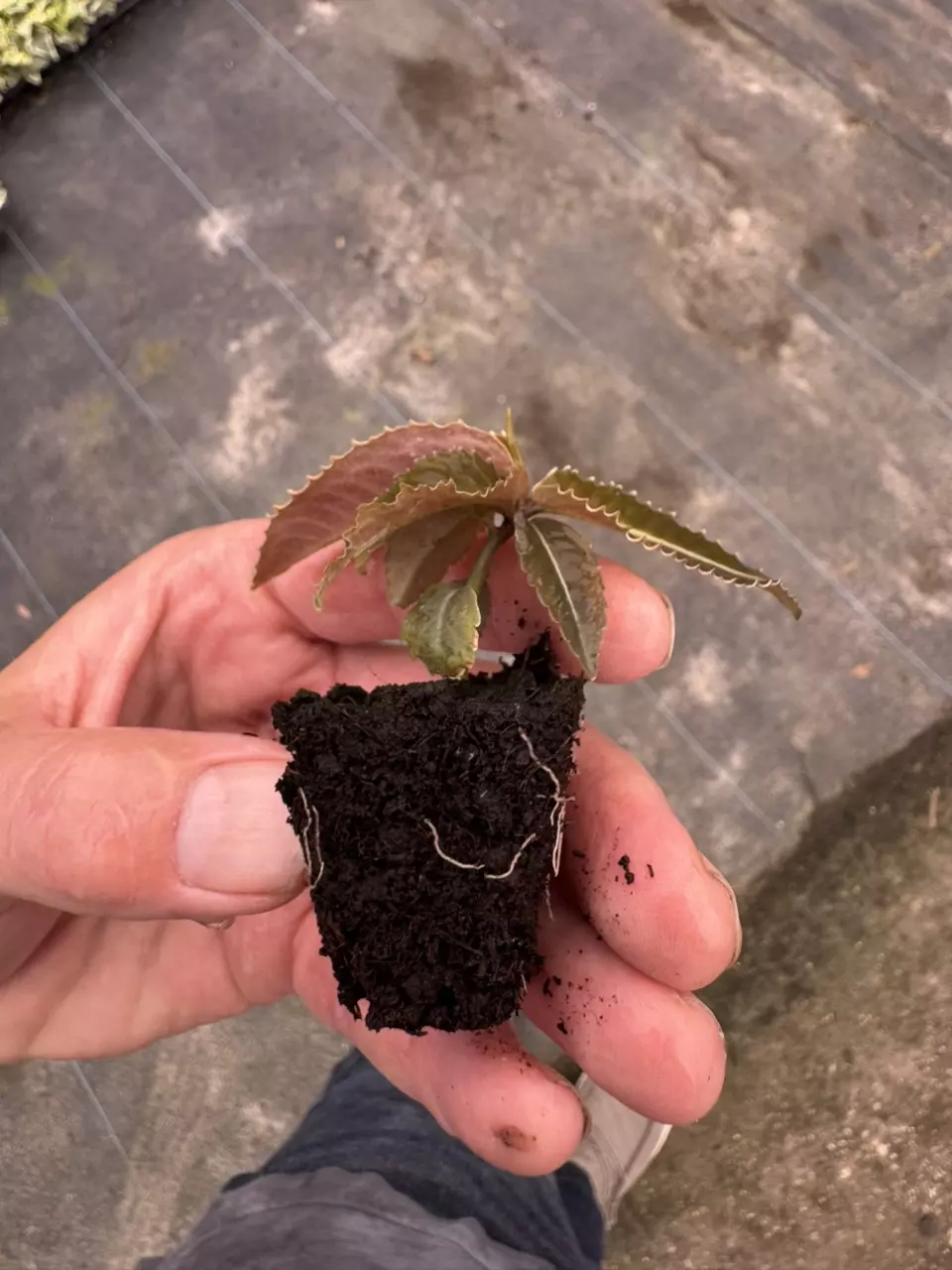 plant/Labisia .sp riau fishbone starter plant growers choice-6