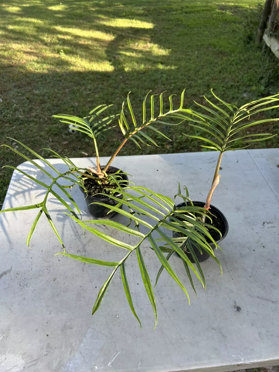 plant/Philo Tortum-0