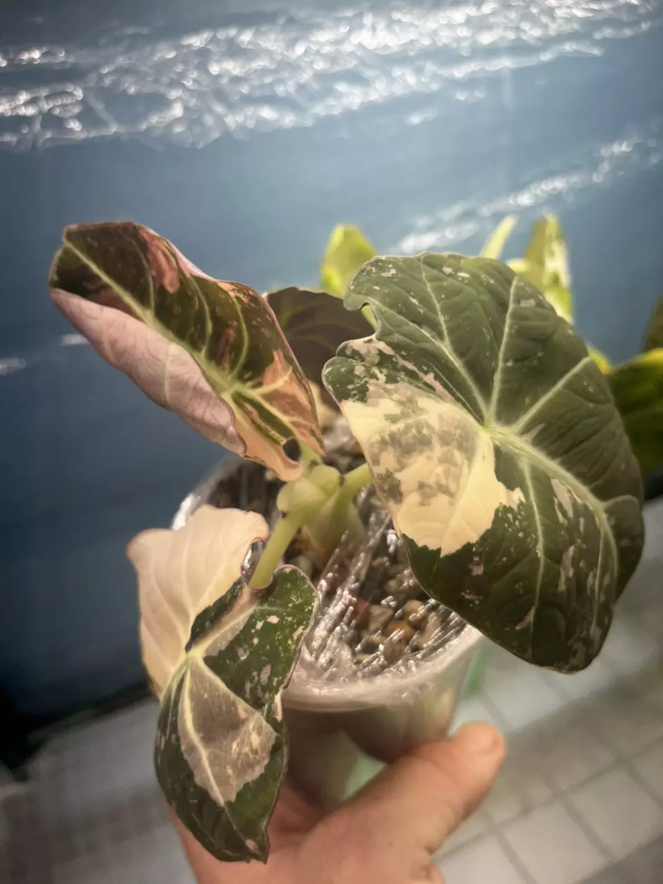 plant/Pink Black Velvet Corm *GC*-1