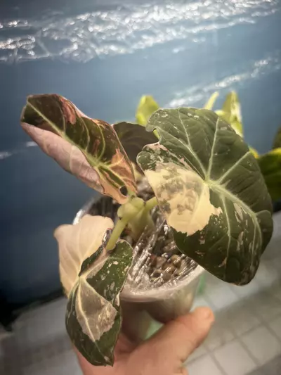 plant/Pink Black Velvet Corm *GC*-1-thumbnail