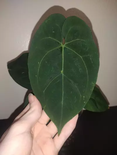 plant/Anthurium (Ace Of Spades × Dark Phoenix)-0-thumbnail