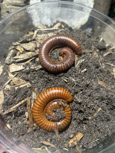 plant/Thai orange milliped pair-0-thumbnail