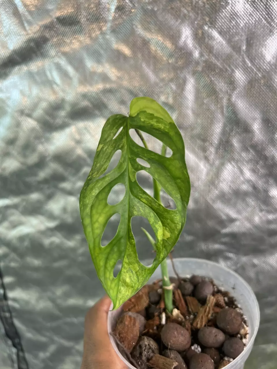 plant/monstera adansonii mottled mint plus aurea adansonii x 2-3