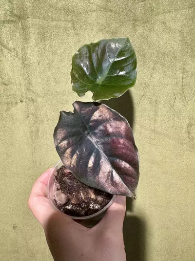 plant/Alocasia ‘Kapit’-1-thumbnail