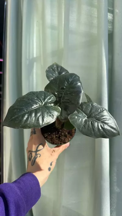 plant/Alocasia yucatan princess green 4in GC-0-thumbnail