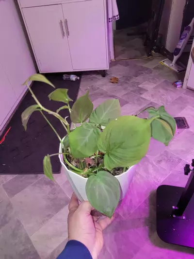 plant/🎁Philodendron Camposportoanum w/6"planter filling in & bout ready for pole/HB-0-thumbnail