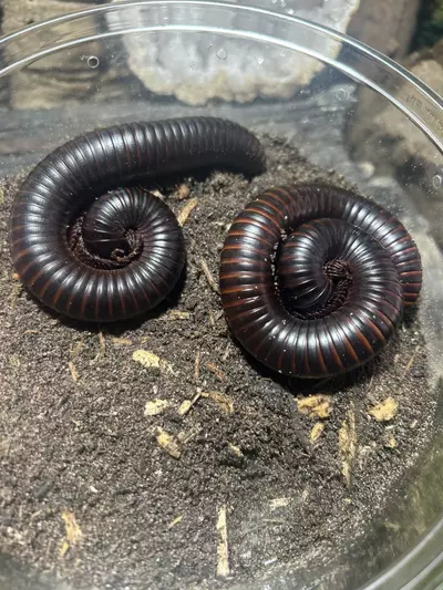 plant/African giant milipede-0-thumbnail