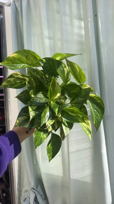 plant/Pothos Hawaiian 4in GC-0-thumbnail