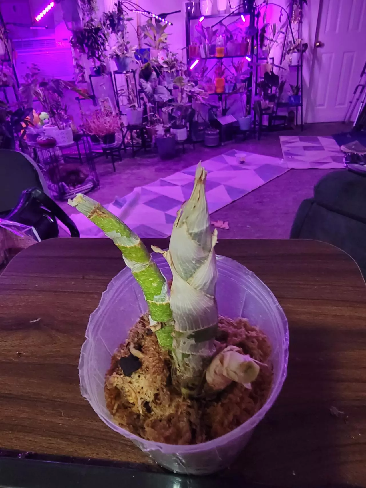 free_shipping/Orchid NOID rehab-0