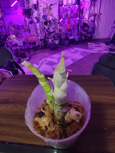 free_shipping/Orchid NOID rehab-0-thumbnail