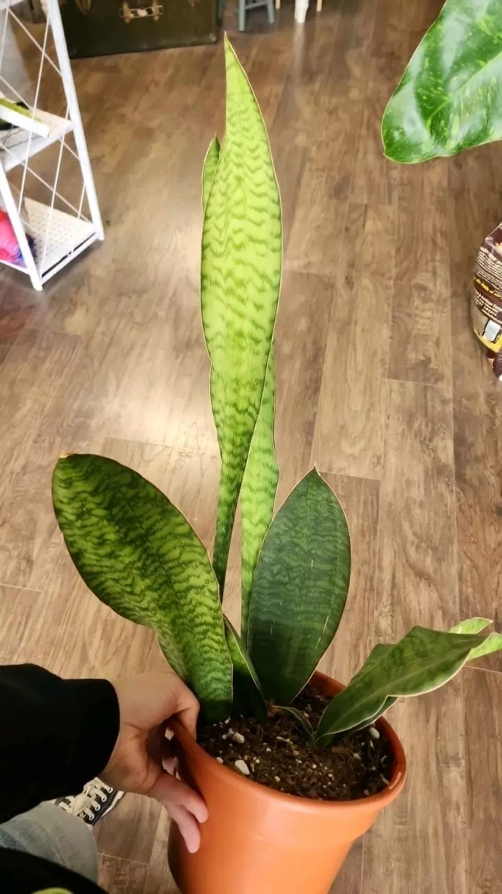 plant/Sansevieria Whale Fin-0