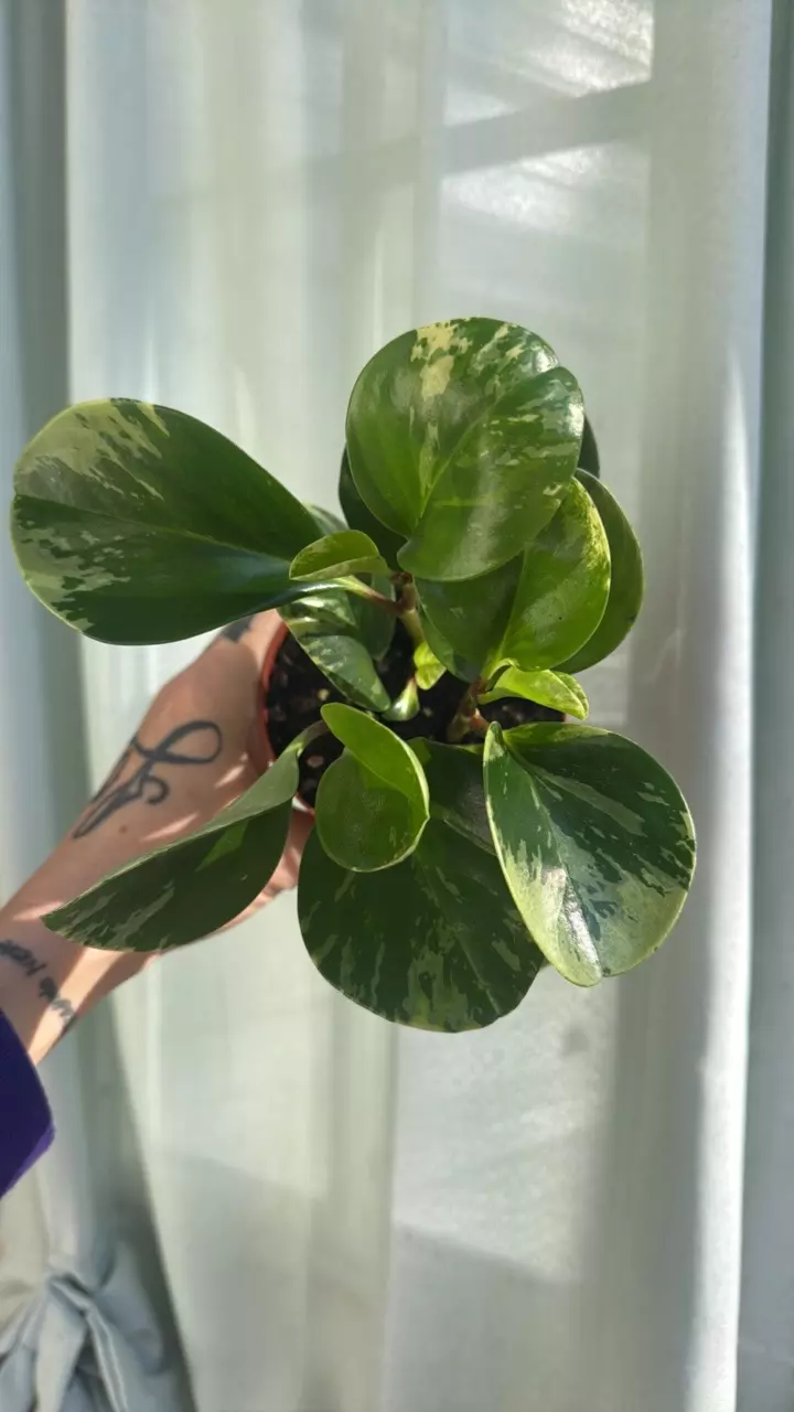 plant/Peperomia marble 4in GC-0
