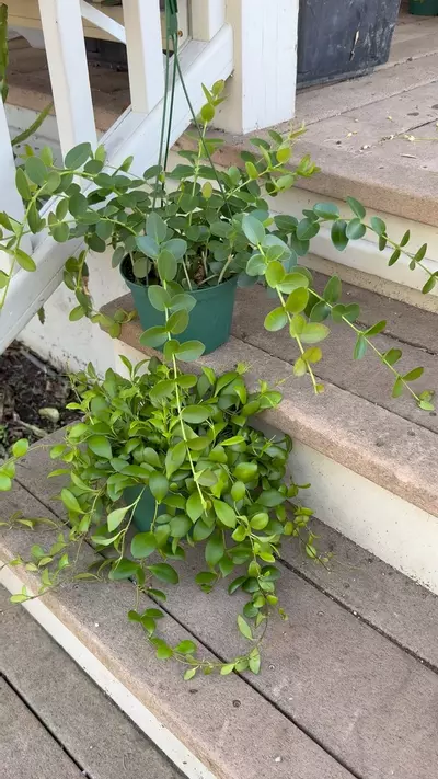 plant/6” Hoya Cummingiana & 6” Hoya Heuschkeliana BUNDLE ($20 OFF!)-1-thumbnail