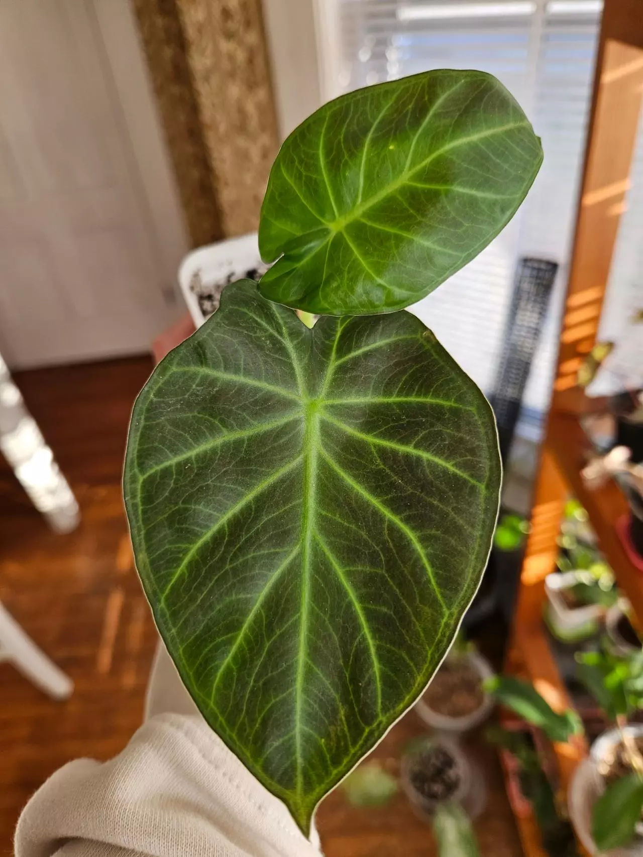 plant/Regal Shield-0