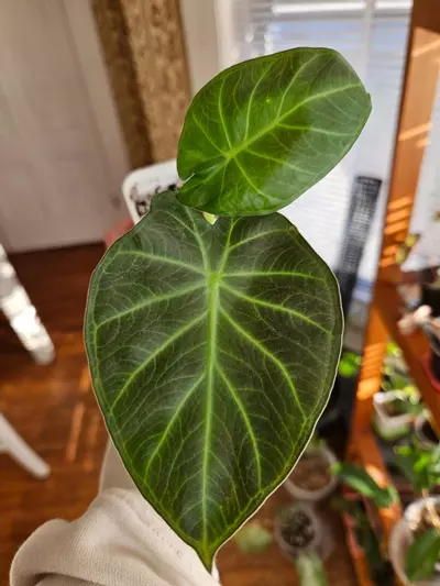 plant/Regal Shield-0-thumbnail