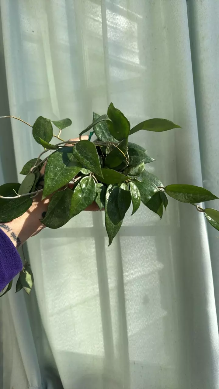 plant/Hoya black margin 4in GC-0