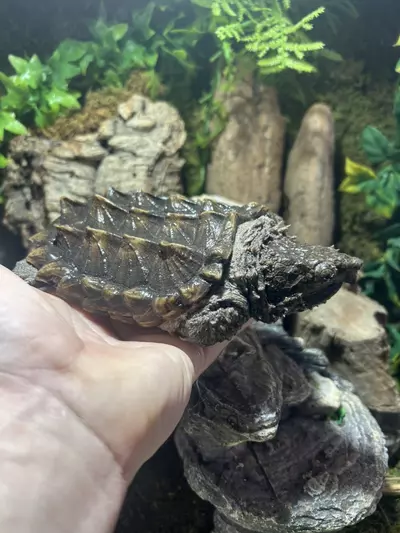 plant/Alligator snapping turtle-1-thumbnail