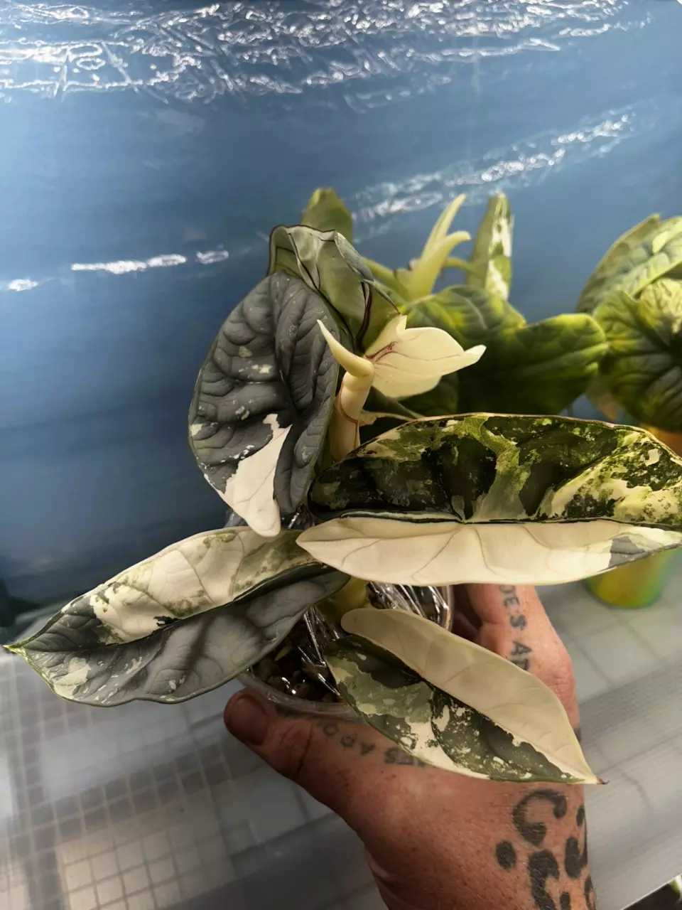 plant/Silver Dragon Albo Corm *GC*-2