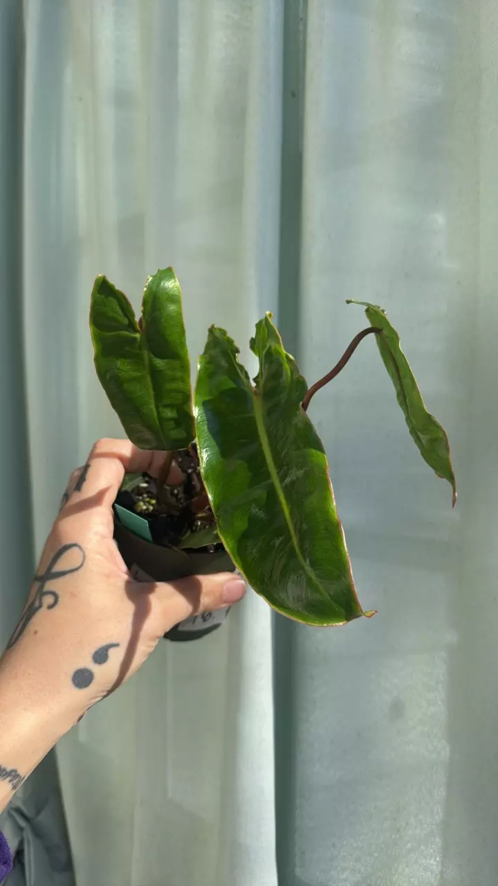 plant/Philo. billietiae 4in GC-0