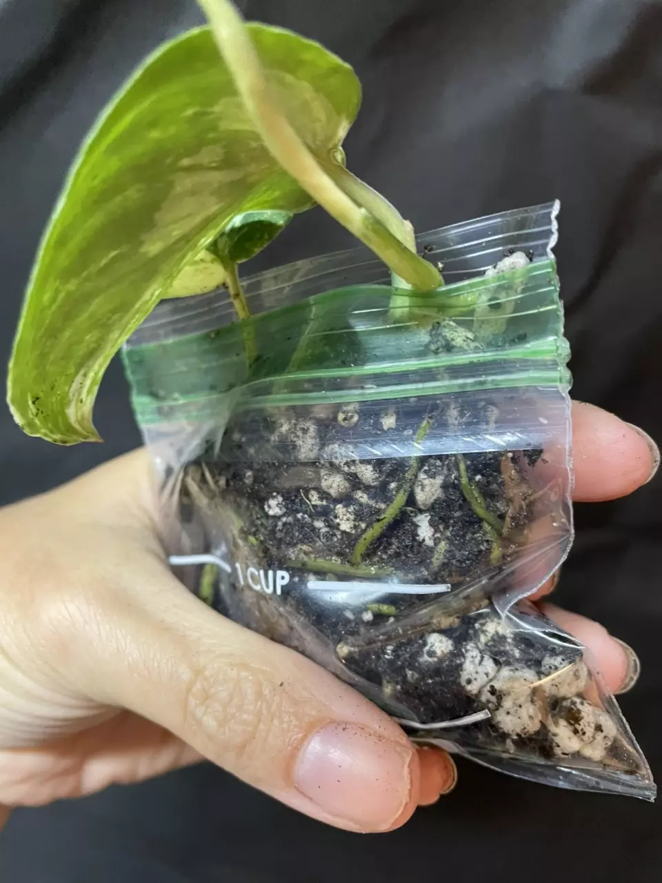 plant/Scindapsus Hailmoon-1