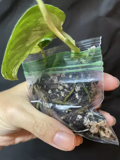 plant/Scindapsus Hailmoon-1-thumbnail